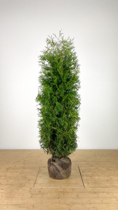 Thuja occ. 'Brabant' 160-180 cm