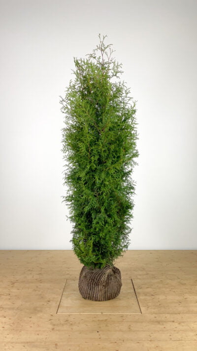 Thuja occ. 'Brabant' 180-200 cm