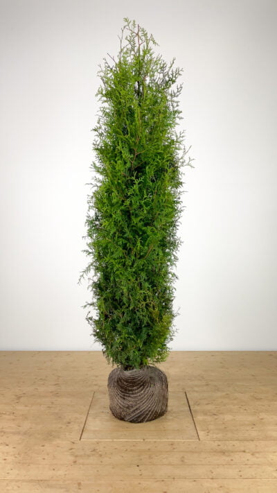 Thuja occ. 'Brabant' 250 -300 cm