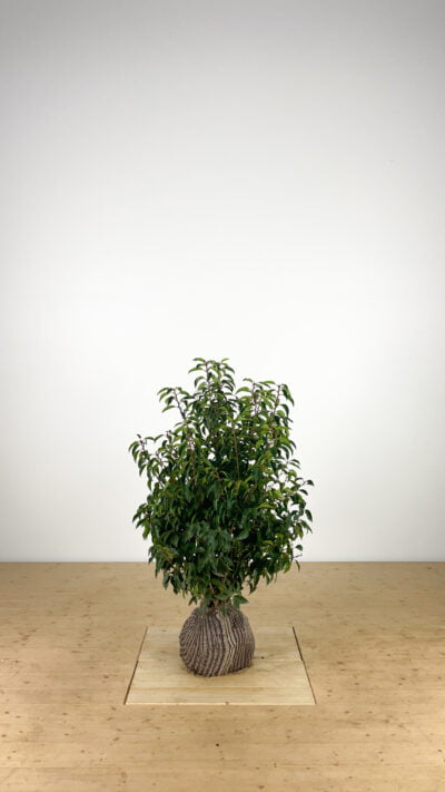 Portugese laurier  80-100 cm